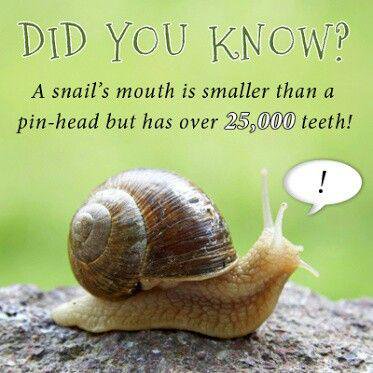snail