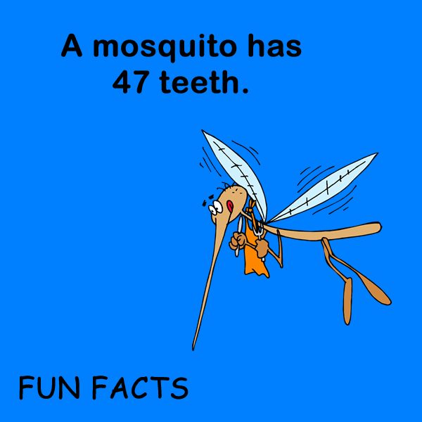 mosquito
